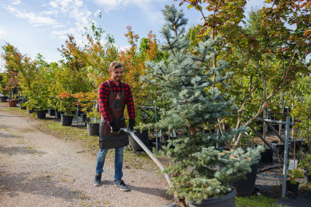 Tree Branch Trimming in Spanish Fork, UT